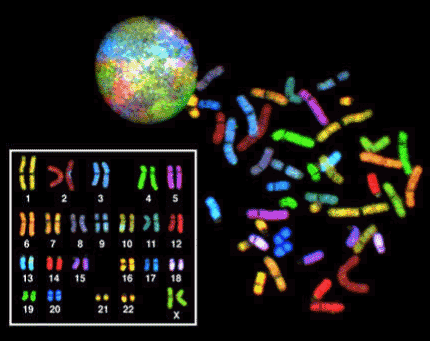 Ogni gene dirige la formazione di una proteina diversa. I geni sono localizzati sui cromosomi. Ogni cellula umana contiene 46 cromosomi, 23 ereditati dalla madre e 23 dal padre.