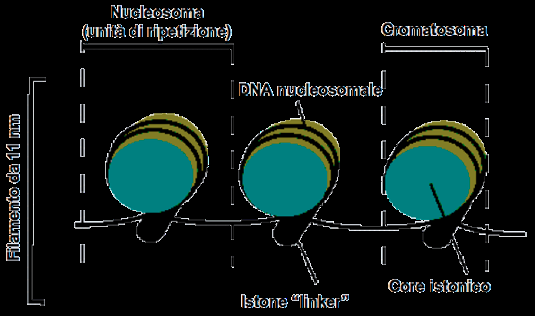 Sostanza contenuta nel nucleo cellulare, che si colora intensamente con i coloranti basici usati nella tecnica istologica (ematossilina, blu di metilene, safranina, verde di metilene,