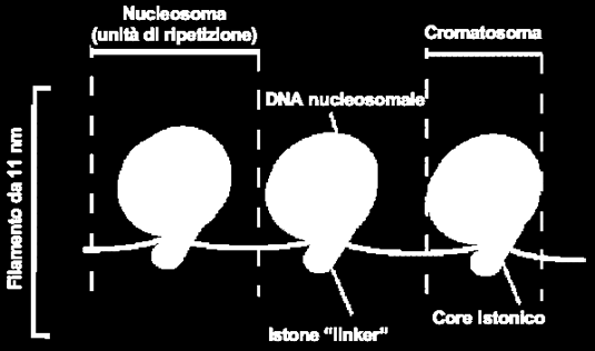 La cromatina è un complesso nucleoproteico stabile, comprendente DNA e proteine acide e basiche (principalmente istoni).