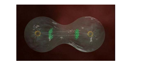 Processo di divisione cellulare che garantisce la conservazione e la distribuzione dello stesso numero di cromosomi da una cellula madre alle due cellule figlie.