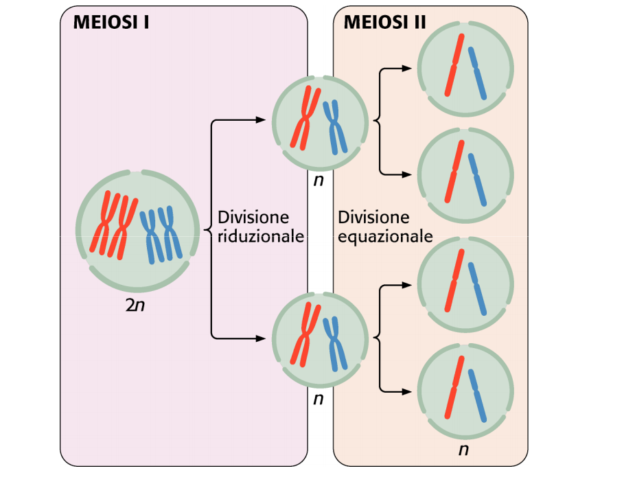 Processo di divisione cellulare che porta alla produzione di cellule aploidi. Il materiale cromosomico si raddoppia una volta e la cellula si divide due volte.