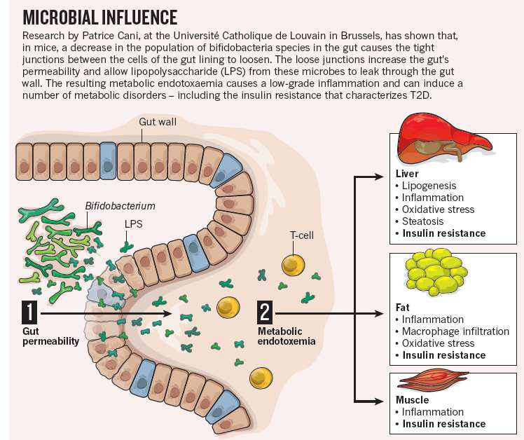 Humans and the microbiome the bacteria that reside in and on us have co-evolved for