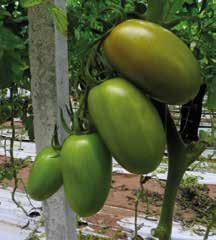 Pomodoro Ovale TYLCV Resistente SV2226TJ F1 NEW Raccolta a frutto singolo invaiato o a grappolo rosso. Ciclo: medio. Pianta: vigorosa, con ottima allegagione.