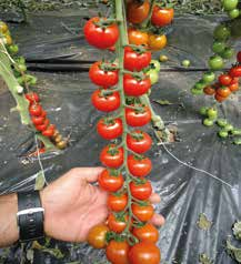 Pomodoro Ciliegino Birikino F1 Raccolta a grappolo. Ciclo: precoce. Pianta: forte, regolare e con internodi corti, fogliame ridotto e portamento aperto. Ottima allegagione anche nei palchi superiori.