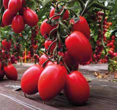 Frutto: grappoli con rachide carnoso, a spina di pesce, con 8-10 frutti ovali di colore rosso scuro lucido. Peso medio 35-40 g.