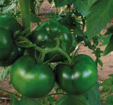 Pomodoro Insalataro Anairis F1 Insalataro per raccolta a frutto singolo invaiato. Ciclo: medio-precoce. Pianta: vigorosa a internodi corti con foglie larghe molto scure.