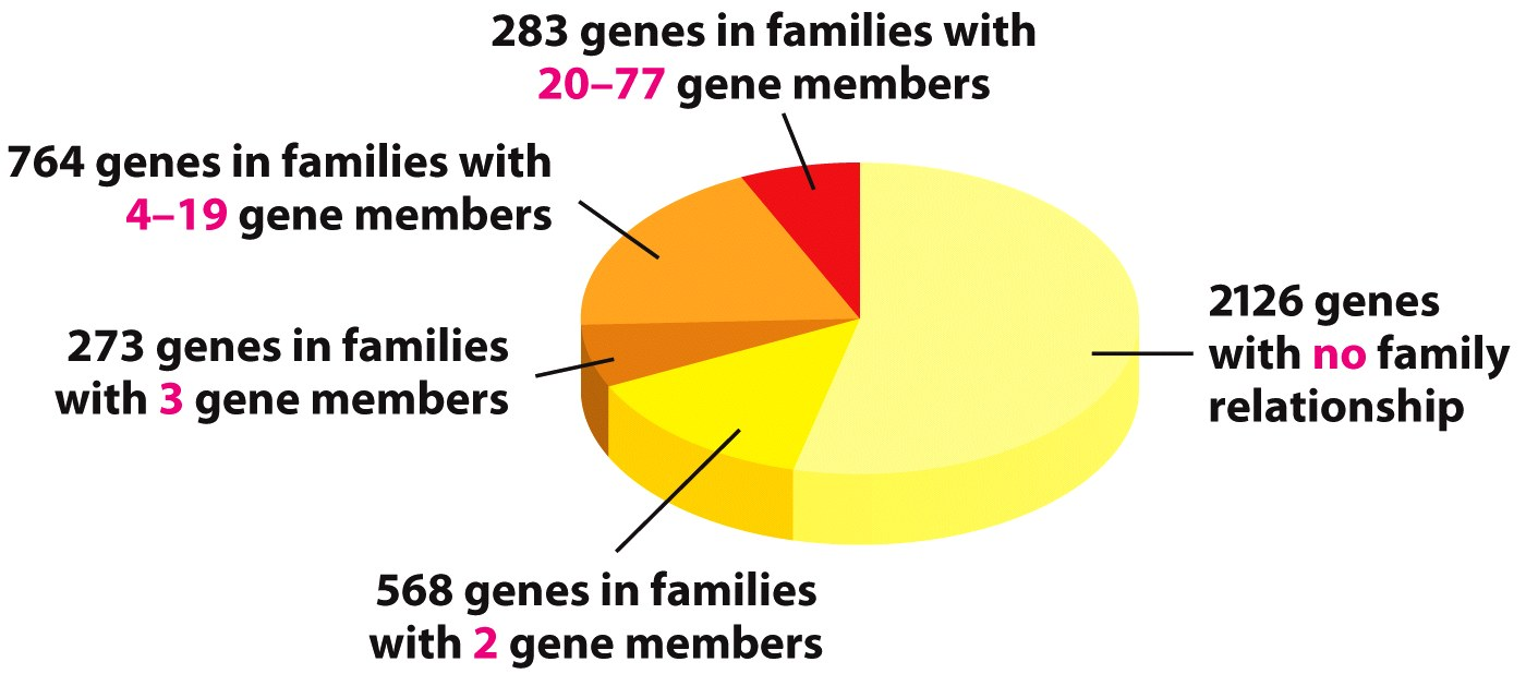Le duplicazioni geniche Un gene si duplica, creando una copia iden9ca, che ora è libera di mutare per cambiare (divergenza genica) e
