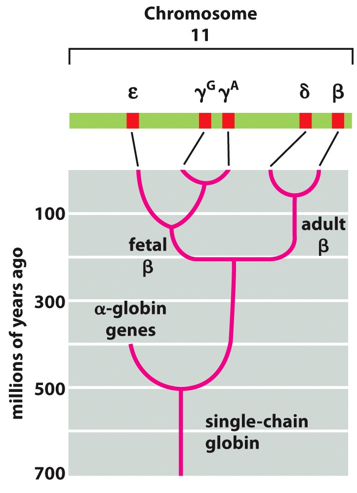 Il caso dei geni globinici: la