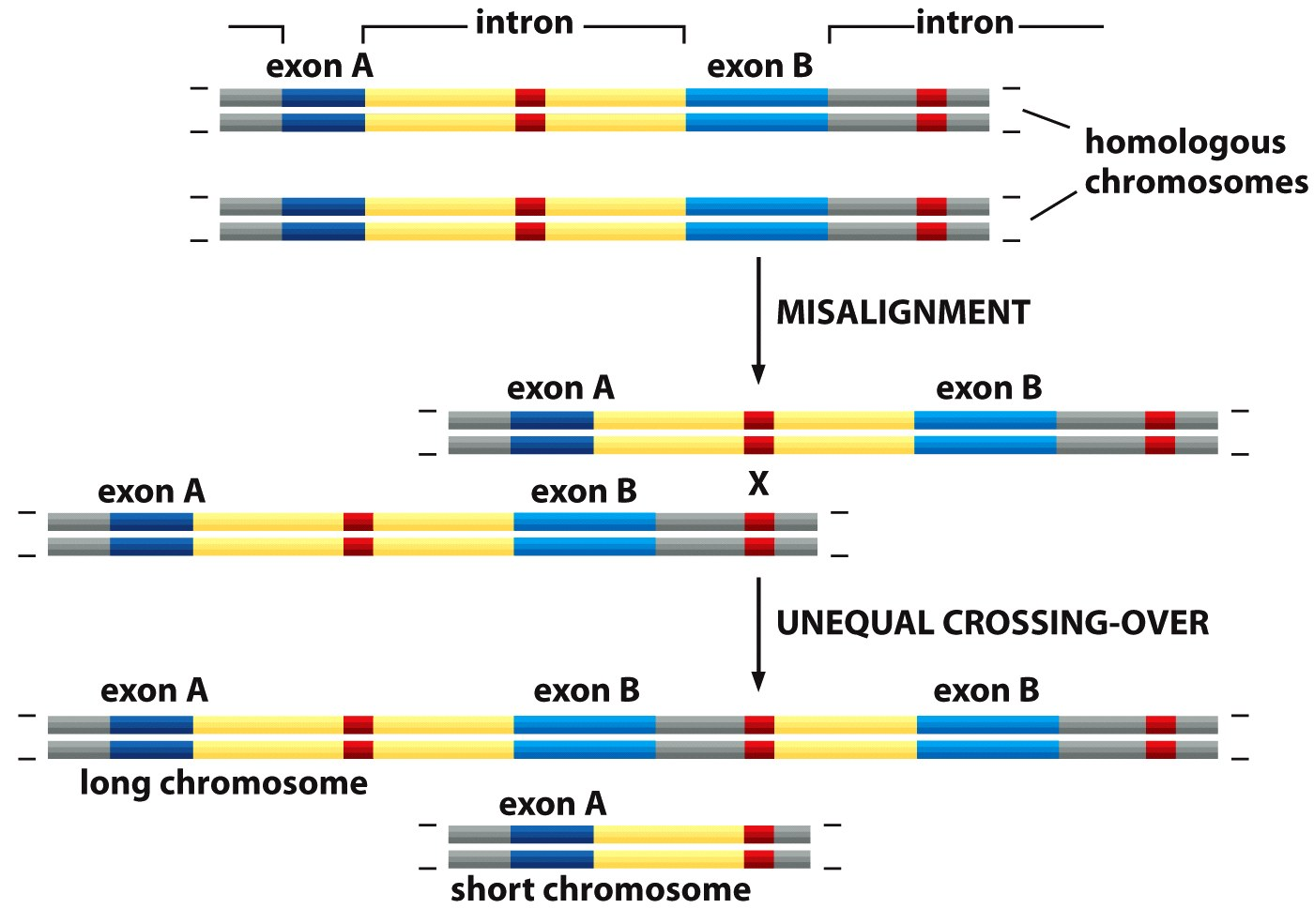 Le duplicazioni e rimescolamento degli esoni L organizzazione modulare dei geni in esoni e introni permeme facilmente la