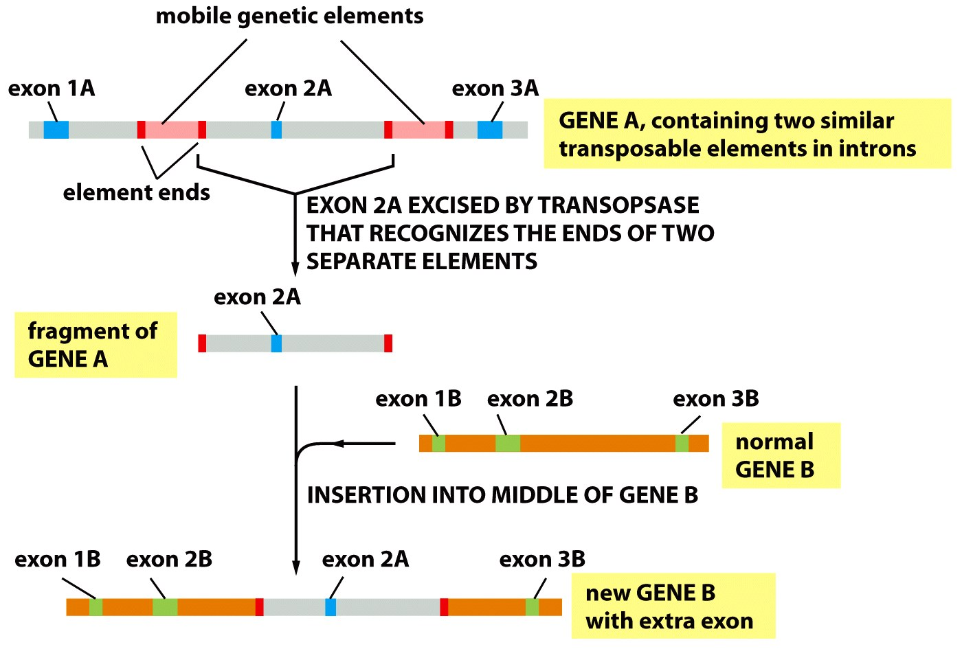 I trasposoni, essendo sequenze ripetute lungo il genoma, favoriscono la ricombinazione gene9ca.