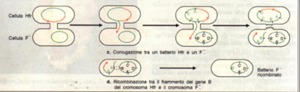 Nei procario9, c e pure lo