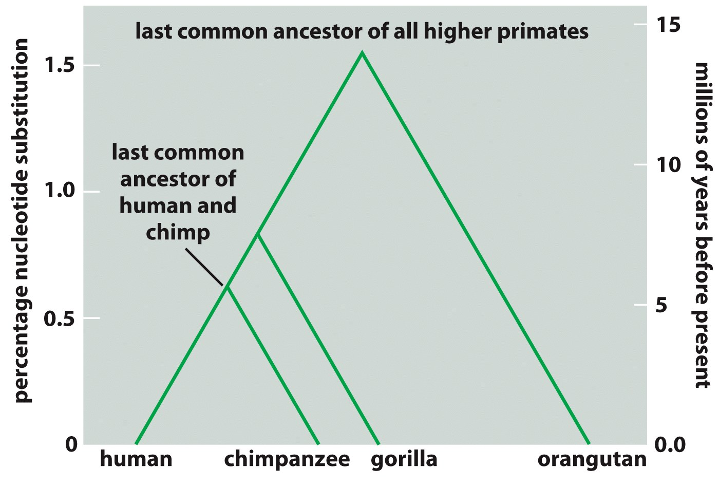 La comparazione delle sequenze fra specie permeme tracciare gli alberi filogene3ci: alberi genealogici delle specie.