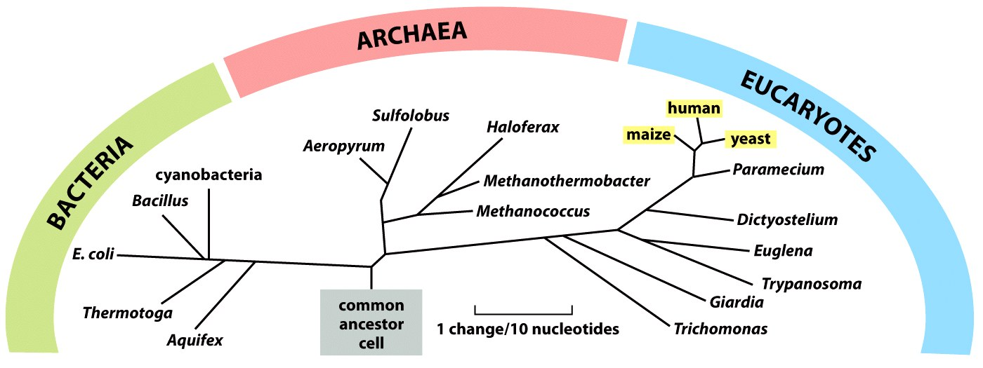 Il confronto della sequenza del RNA ribosomale della subunità minore dei ribosomi ha permesso costruire un albero filogene9co di tume le forme viven9, dove emergono tre domini: bacmeri, archea ed