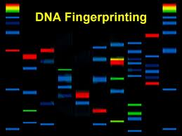 Nel genoma umano ci sono pure regioni di nucleo9di ripe99vi che sono