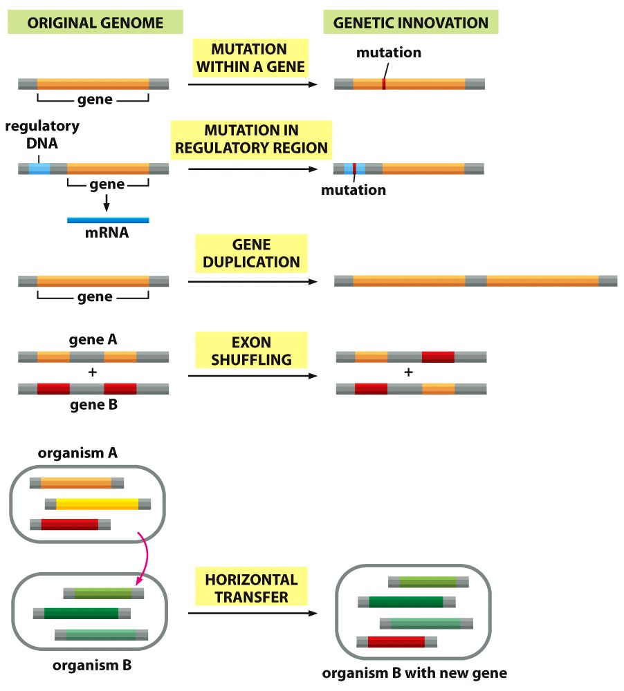 I meccanismi principali per generare diversità gene9ca Mutazione dentro un gene Mutazione in