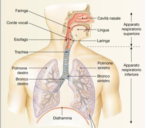 Funzioni del sistema respiratorio 1. Convogliare l aria muovendola verso le vie respiratorie e viceversa. 2.