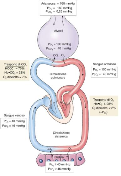 arterioso