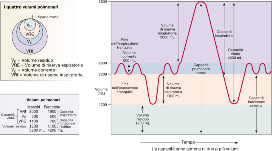 volume di riserva espiratoria e inspiratoria