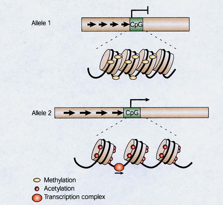 Modificazioni epigenetiche dei