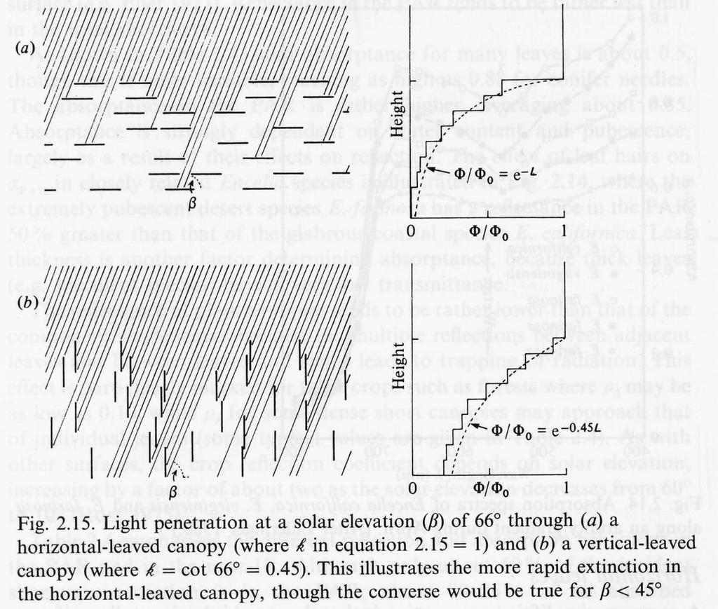 Orientamento delle foglie e FRI k = coefficiente di estinzione della radiazione Indice sintetico che esprime l efficienza dell area fogliare nell intercettare la radiazione (k=1 per foglie planofile)