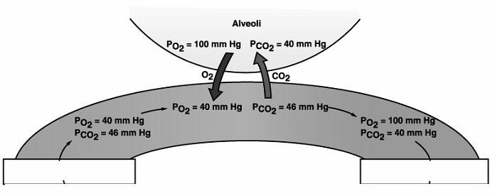 Sangue venoso Sangue arterioso Secondo la Legge di Fick V = P A D d A = area superficie di scambio D = coefficiente di diffusione α/ PM d = distanza di diffusione, spessore membrana respiratoria Per