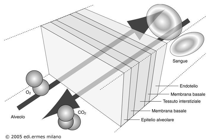 e 6.6. Nel passaggio ad un liquido, la quantità di gas che diffonde è anche direttamente proporzionale alla solubilità del gas, pertanto più un gas è solubile maggiore sarà la sua velocità di