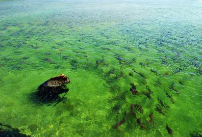 Orso bruno (Ursus arctos) con salmoni, Lago Kuril,