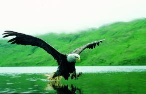 Aquila di Steller (Heliaeetus pelagicus), Kuril lake, Kamchatka,