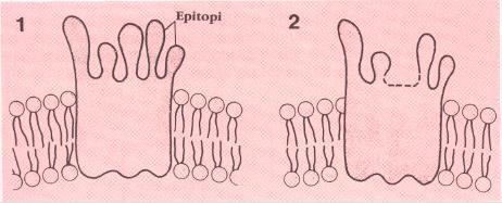 A seguito di mutazioni o di crossingover uno o più epitopi possono esser persi (delezione). Tale caratteristica viene trasmessa poi geneticamente (D u ereditario).