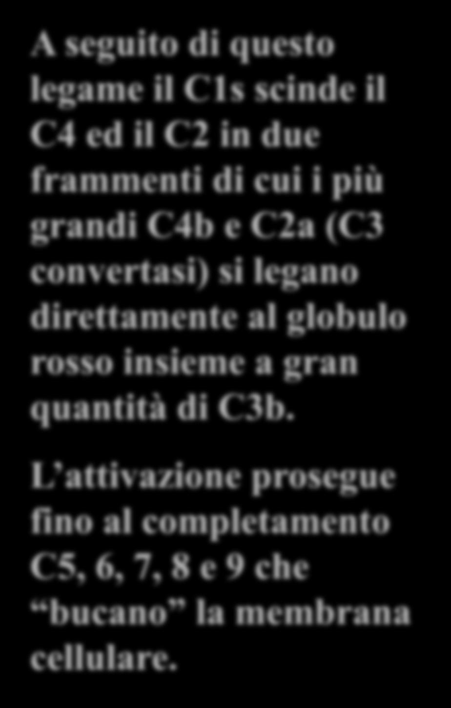 A seguito di questo legame il C1s scinde il C4 ed il C2 in due frammenti di cui i più grandi C4b e C2a (C3 convertasi) si legano direttamente