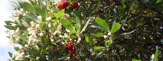 scoparia, Juniperus communis, Arbutus unedo, e più raramente Quercus ilex.