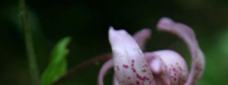 La cenosi a cerro e castagno non ha grandi differenze di flora rispetto alla Cerreta; è possibile ritrovarla in condizioni microclimatiche più fresche, in