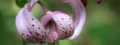 e predomina il cerro; dove il faggio ha copertura preponderante, il sottobosco si riduce e compare il Lilium martagon.