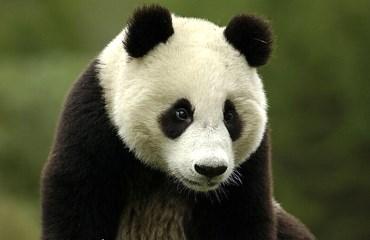 Progetto Wildlife / Panda Partecipa alla salvaguardia dei panda nella regione di Chengdu.