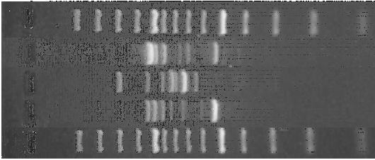 Persistenza dei BL dei biofilmdurante la maturazione Confronto dei profili RAPD dei BLNS isolati dalla tina e di quelli isolati durante la maturazione dei soli formaggi ottenuti con la