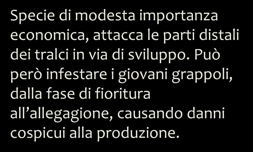 Specie di modesta importanza economica, attacca le parti distali dei tralci in via di