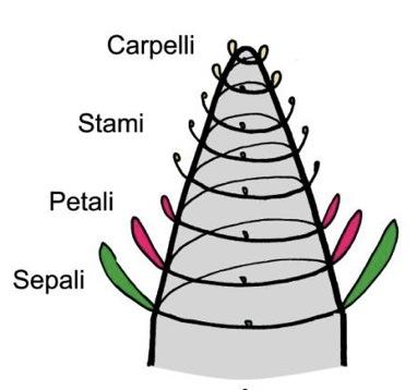 EVOLUTO Fiore gamosepato/petalo Simmetria bilaterale (fiore zigomorfo)