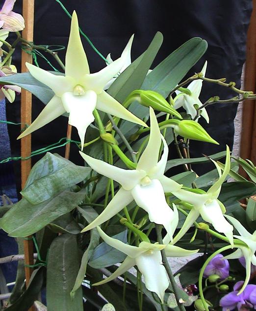 CO- EVOLUZIONE ORCHIDEA DI DARWIN Angraecum sp.