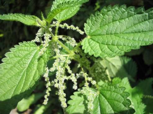 Le SdB in fase di valutazione: Urtica spp (specie Urtica dioica L. e Urtica urens L.