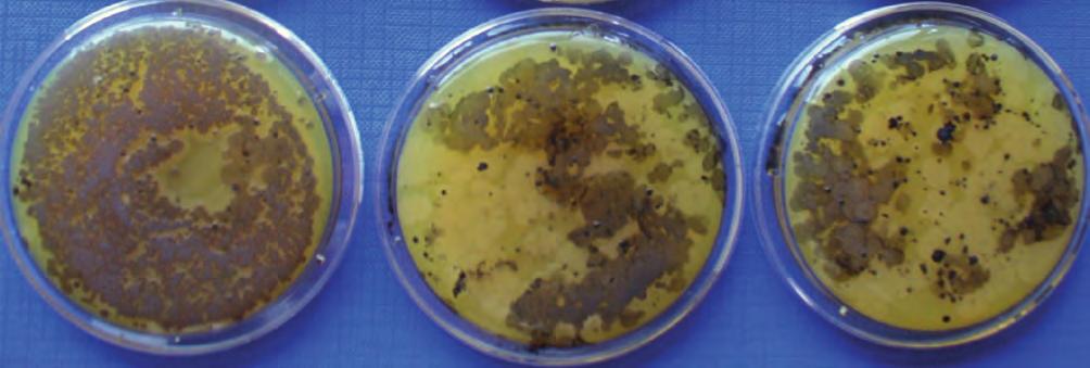 Figura 18 - Le colonie grigio chiaro grandi o a contorni irregolari sono Bacillus spp.