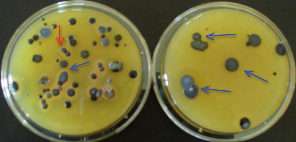 Colonie di Staphylococcus aureus coagulasi positiva (freccia rossa). Le colonie beige grandi / piccole sono Bacillus spp. (freccia blu).
