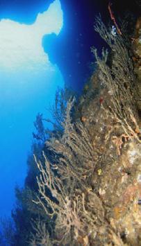 dall evento di mortalità. Mortalità di massa di Eunicella cavolinii é stata rilevata all interno della Grotta Azzurra di Palinuro nell ottobre 2008.