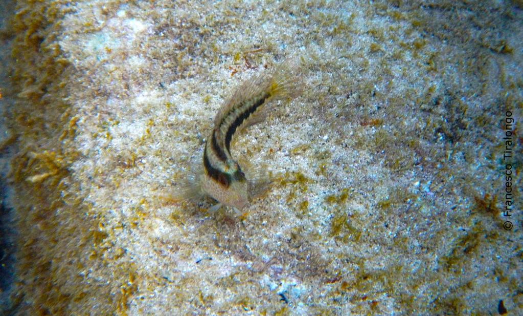 dorsalmente e alla base della pinna dorsale. La bavosa africana (P. pilicornis) raggiunge dimensioni massime superiori.