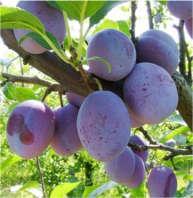 La polpa è di un riconoscibilissimo colore rosso intenso, liquescente a maturità, non spicca.