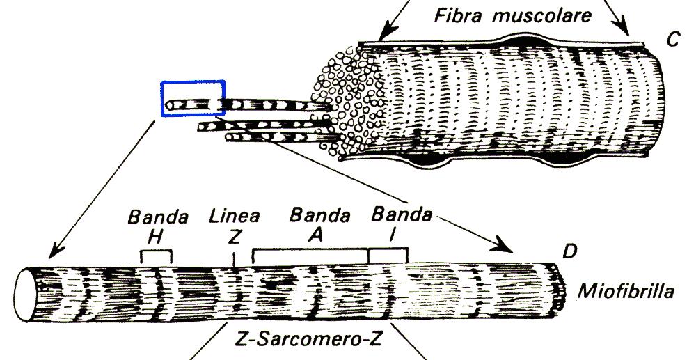 ciascuna componente della bandeggiatura è definita convenzionalmente con una lettera fibre e