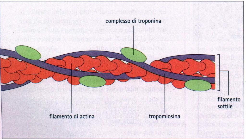 Filamenti sottili: Actina e complesso di