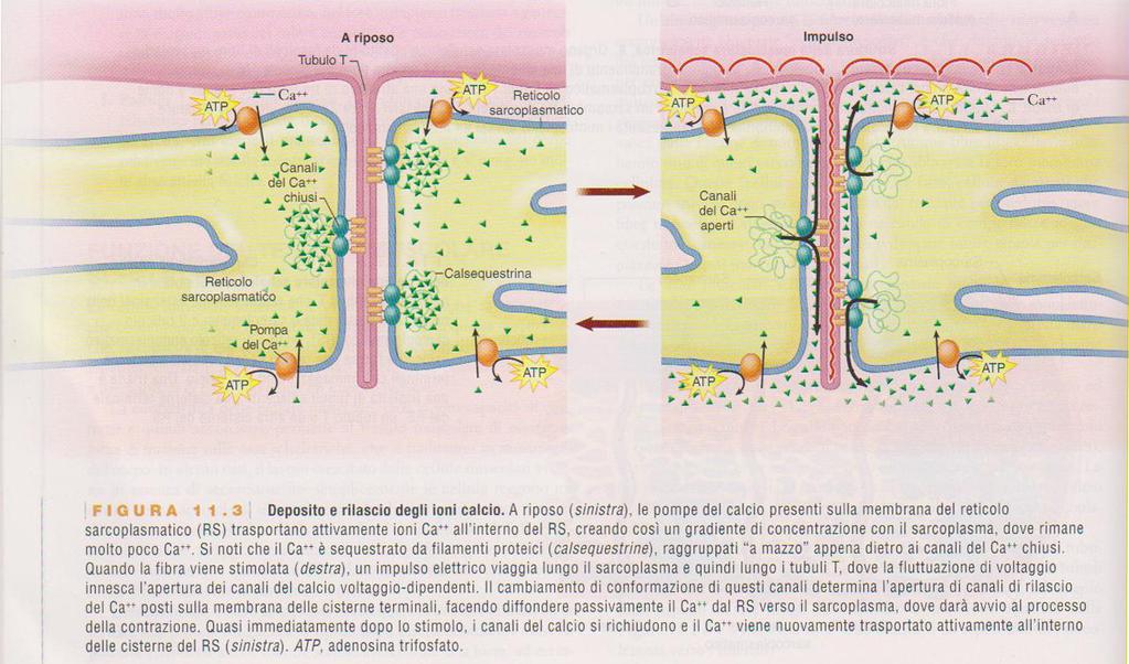 L ACCOPPIAMENTO