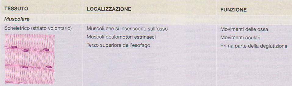 IL TESSUTO MUSCOLARE STRIATO SCHELETRICO I MUSCOLI SCHELETRICI SONO ORGANI COMPOSTI PRINCIPALMENTE DA TESSUTO MUSCOLARE SCHELETRICO, MA CONTENGONO ANCHE