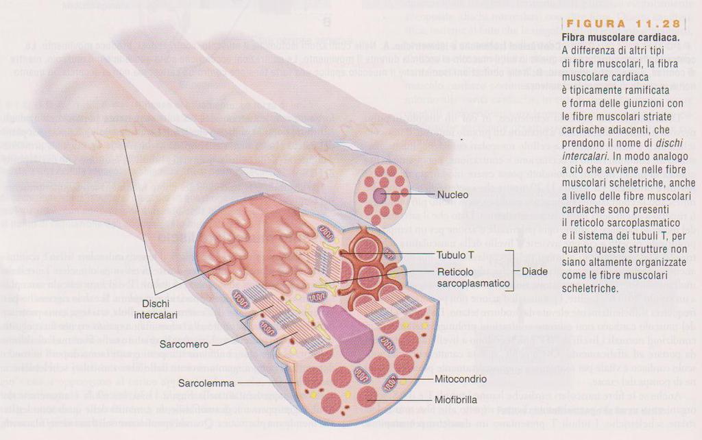 AUTORITMICITA L IMPULSO PER LA CONTRAZIONE INSORGE SPONTANEAMENTE IN AREE SPECIFICHE FORMATE DA MIOCARDIOCITI MODIFICATI E SPECIALIZZATI CHE COSTITUISCONO IL SISTEMA O TESSUTO DI CONDUZIONE DEL CUORE.