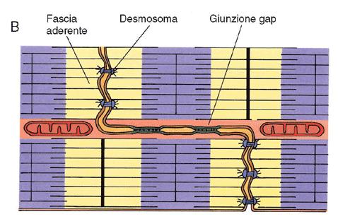 I DISCHI INTERCALARI -MEMBRANE PLASMATICHE ESTESAMENTE INTERDIGITATE E UNITE DA GAP JUNCTIONS E DESMOSOMI -STABILIZZAZIONE DELLE POSIZIONI RELATIVE DI CELLULE ADIACENTI -MANTENIMENTO DELLA STRUTTURA